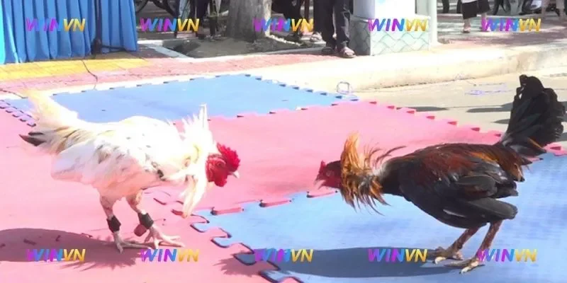 Mẹo đá gà thắng lớn - Chọn trận thích hợp